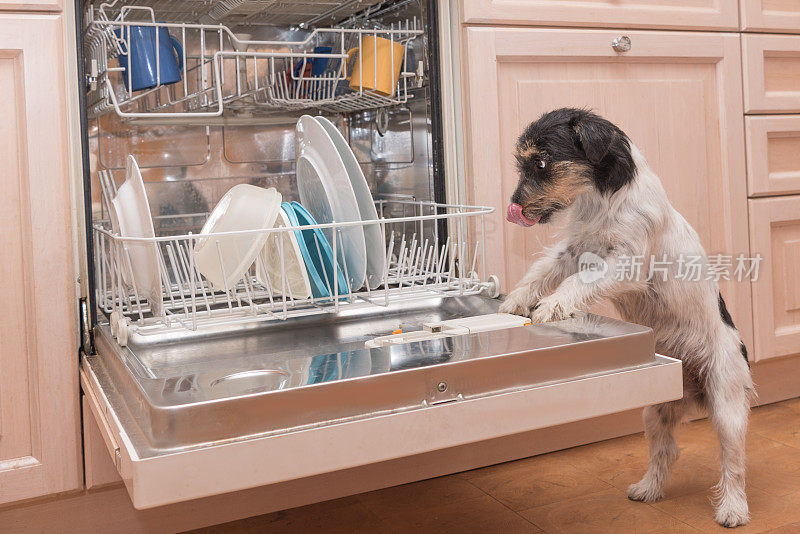 洗碗狗-杰克罗素猎犬