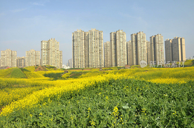 油菜田和现代住宅建筑