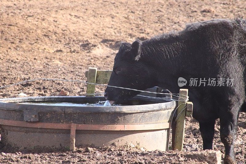 沙丘和海滩附近泥泞的田地里的肉牛