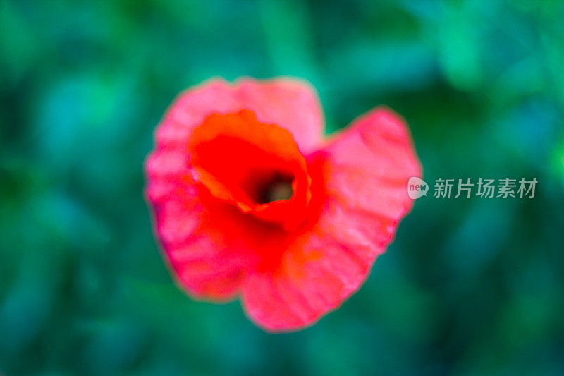 单一开放的红色罂粟花在模糊的绿色背景上