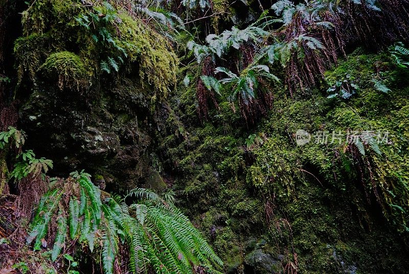 银瀑布州立公园苔藓