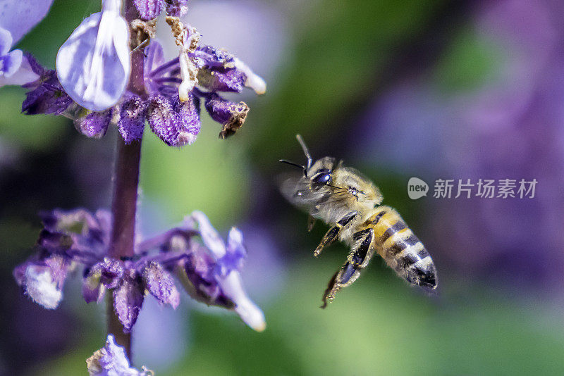 一只飞蜜蜂正要降落在一朵丁香花上