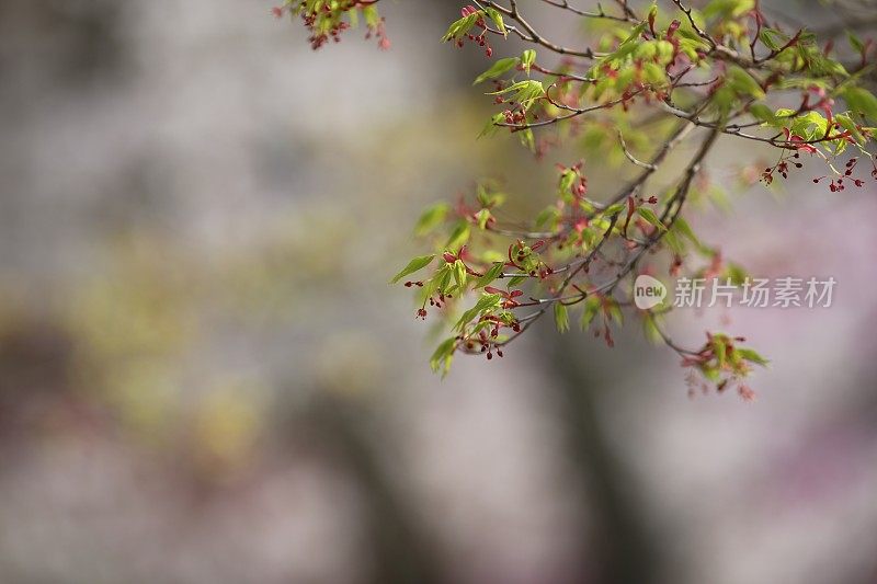 年轻的叶子——Momiji