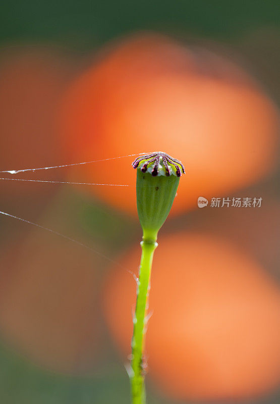 罂粟花和蜘蛛丝