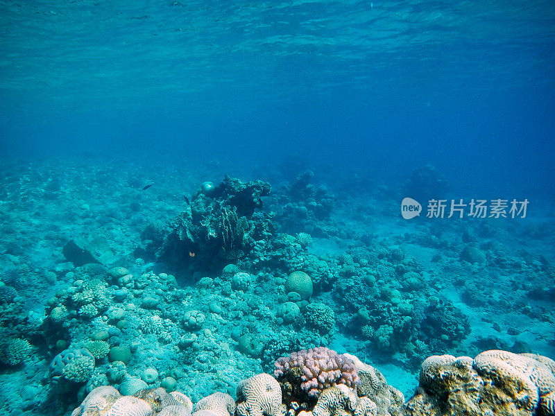 红海中的水下珊瑚礁