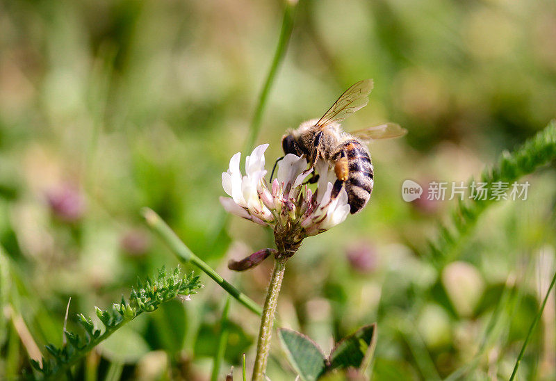 蜜蜂在花上采集花蜜