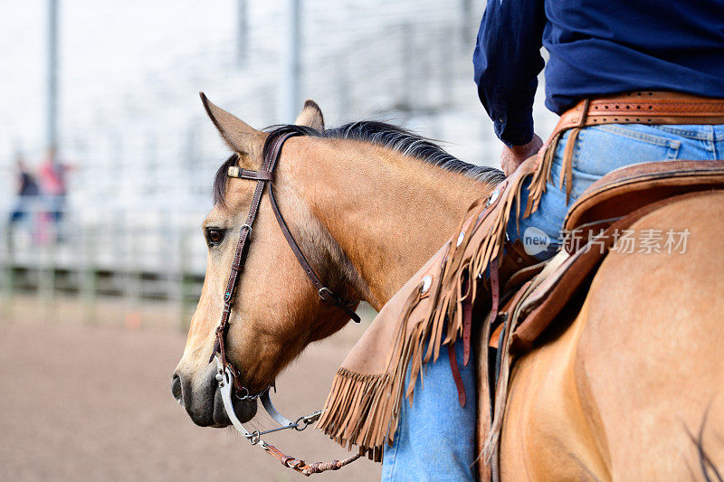 美丽的马与牛仔骑在美国犹他州的牛仔竞技场上