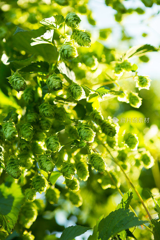 绿色成熟啤酒花特写