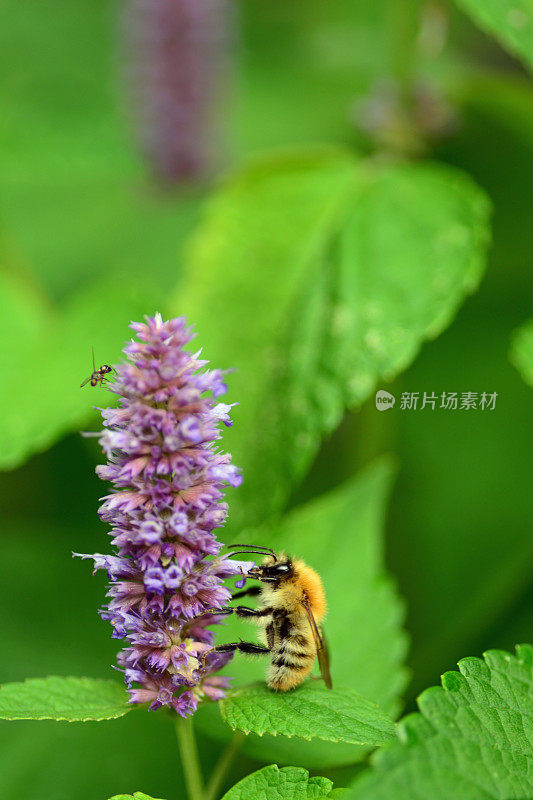 蓝牛膝草上的蜜蜂。