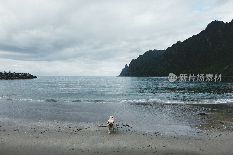 在挪威的山间海滩遛狗