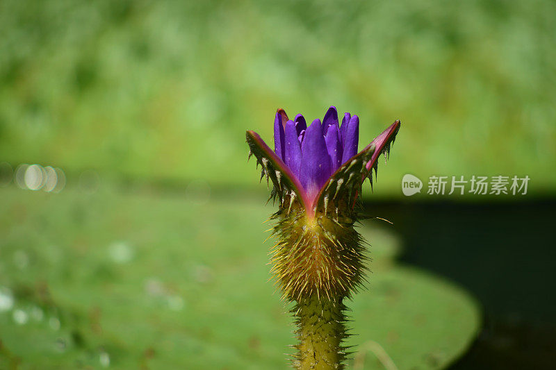 蛇发女怪，多刺睡莲