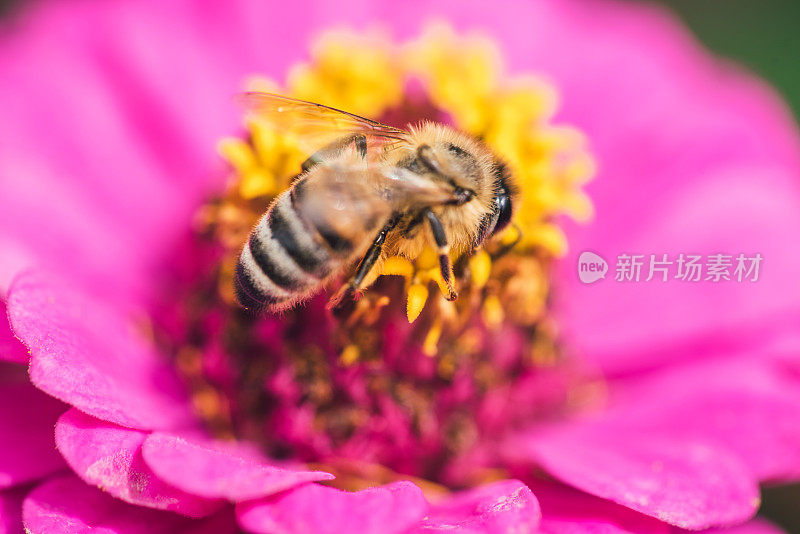 百日Elegans花上的蜜蜂