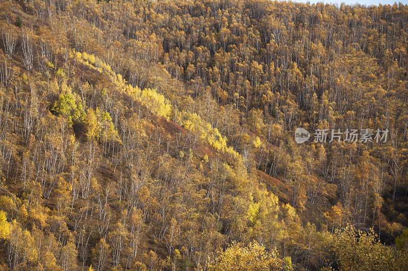 中国内蒙古的秋日白桦林