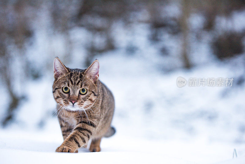 大自然中下雪天的小条纹猫。