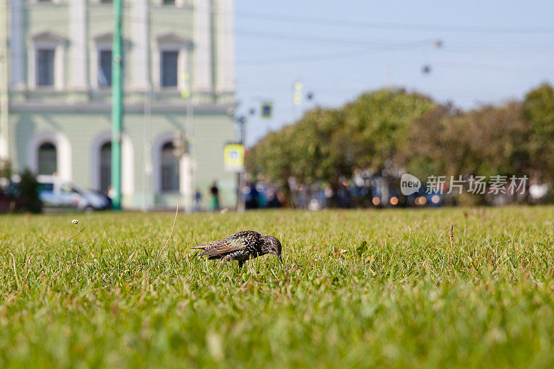 画眉鸟在城市公园的草坪上。