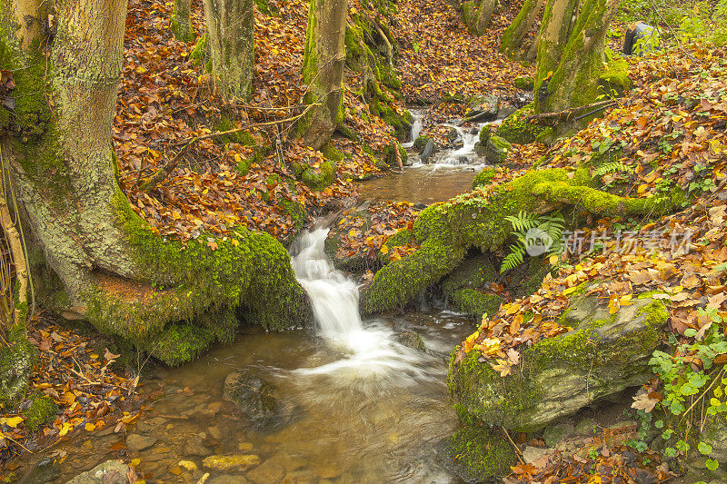 小溪流与秋天的颜色在山毛榉森林在艾菲尔
