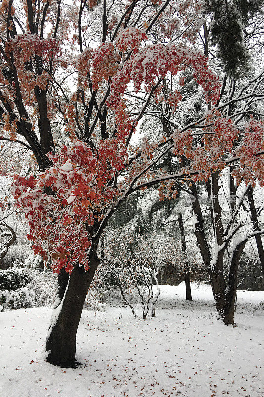 第一场雪