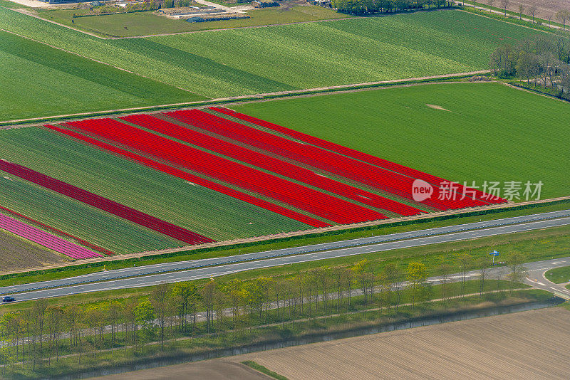 荷兰春季郁金香花海的鸟瞰图