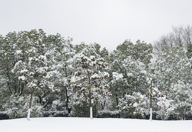 林地在雪