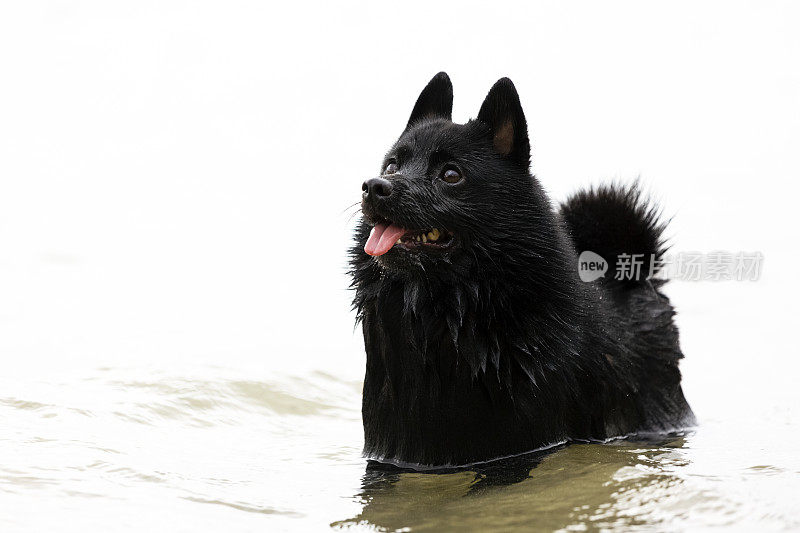 希珀克，小黑狗站在水中，背景，复制空间