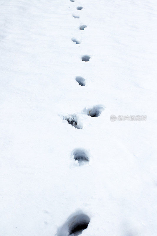 雪的脚步