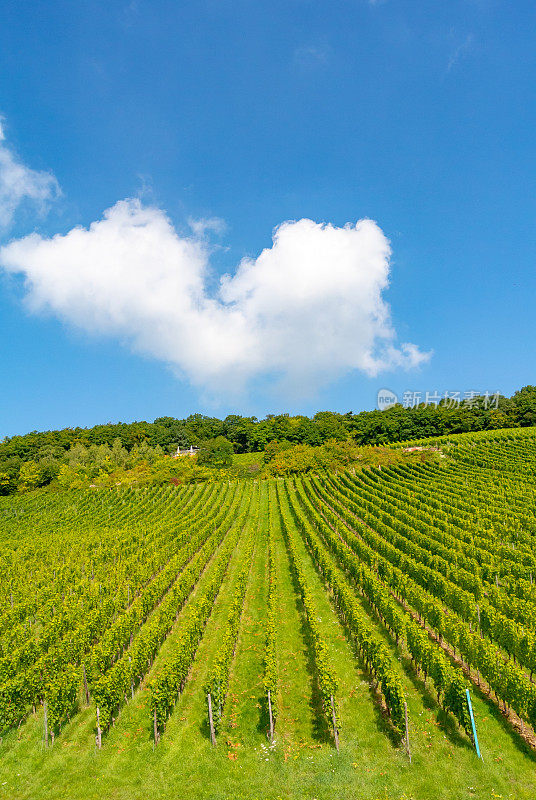 葡萄园在低森林纪念碑纪念碑Rüdesheim，德国