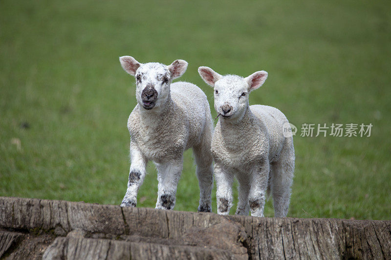 两个弹簧羊羔