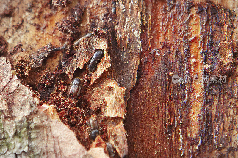 欧洲云杉树皮甲虫