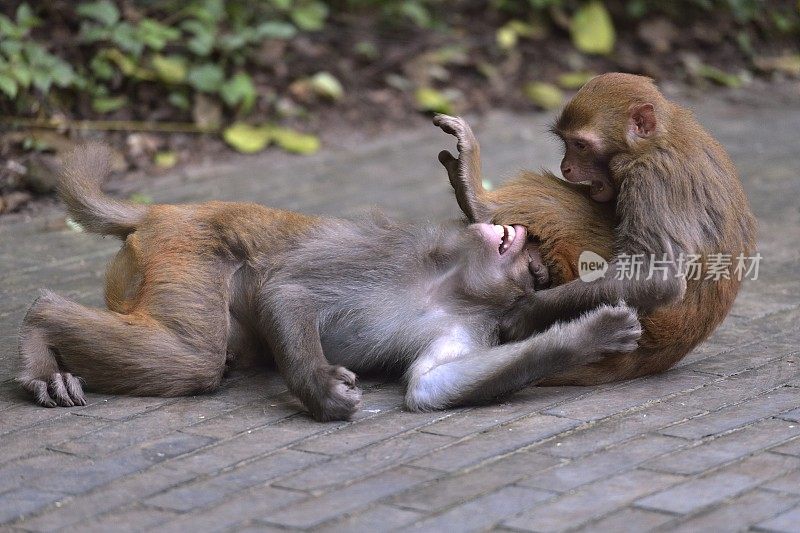 两只猴子在地上玩