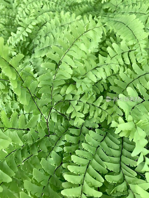 孔雀草蕨类植物的背景