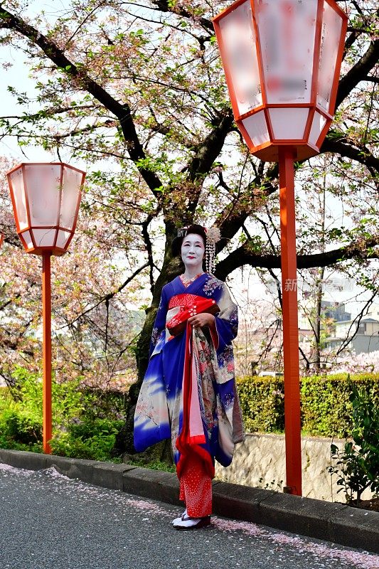 穿着美子服装的日本女人在京都欣赏樱花