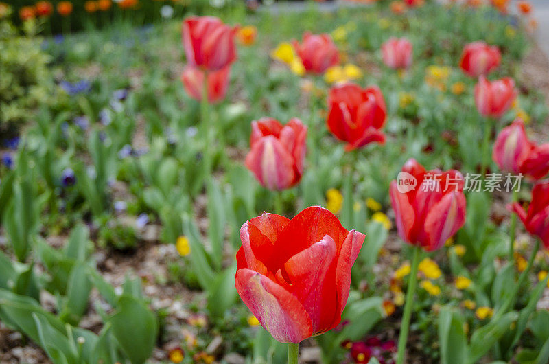 郁金香，早春的花和花