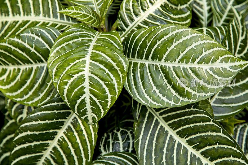 玉簪属草本植物植物背景