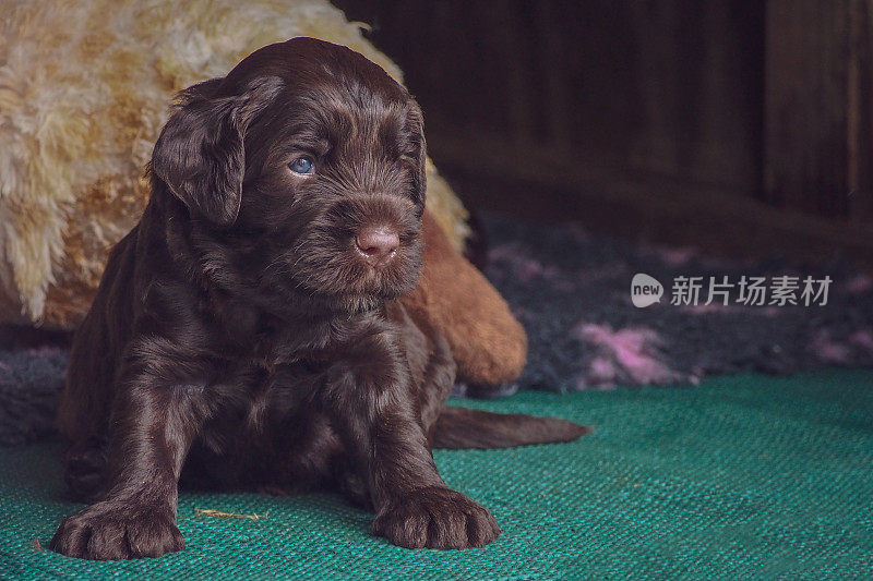 澳大利亚Labradoodle小狗