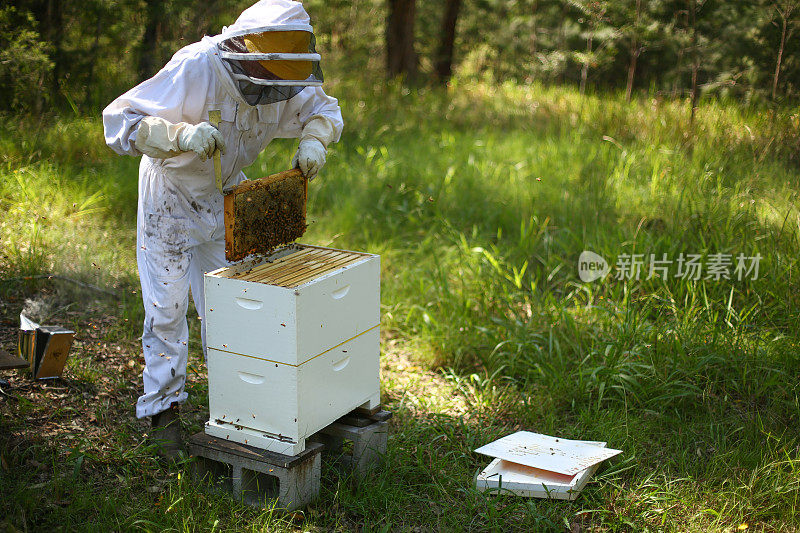 养蜂人提取蜂蜜