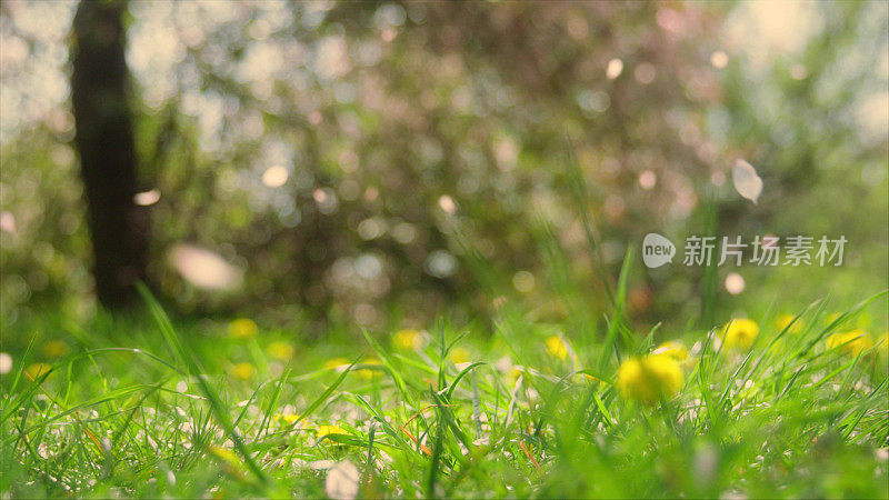 绿草映衬着樱花树飘落的花瓣