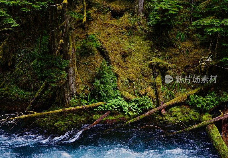 麦肯齐河热带雨林