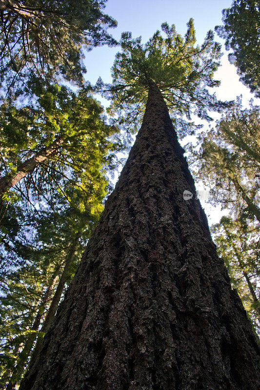 仰望着穆尔森林里那棵高大的红杉树