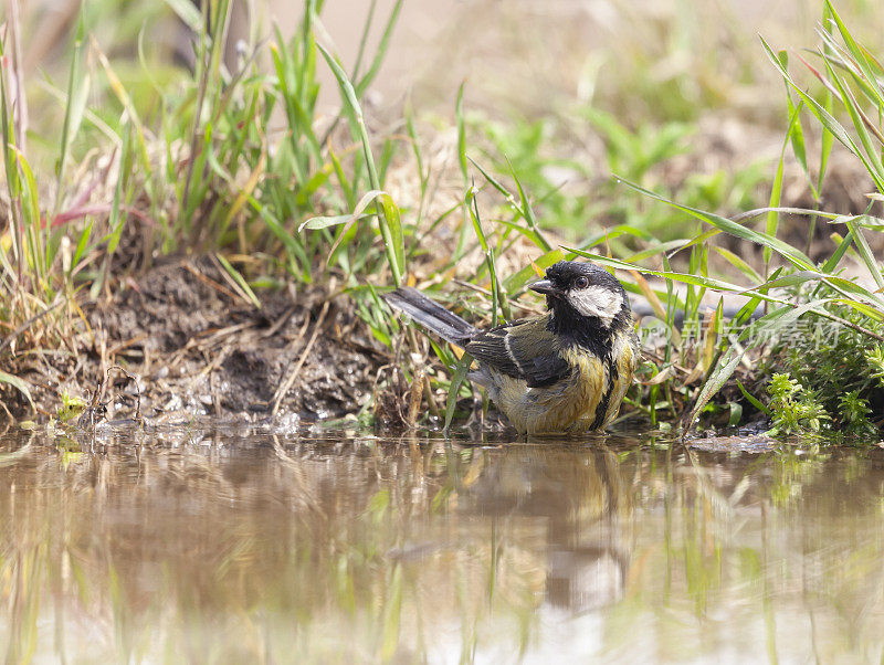 一只湿漉漉的大山雀，帕拉斯少校，在池塘边。