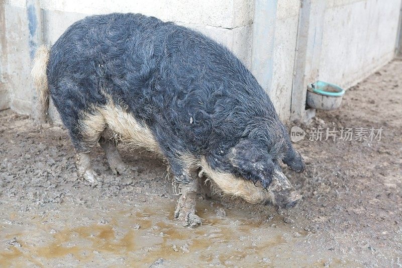 肮脏的羊、猪或芒格丽卡品种在牲口棚前