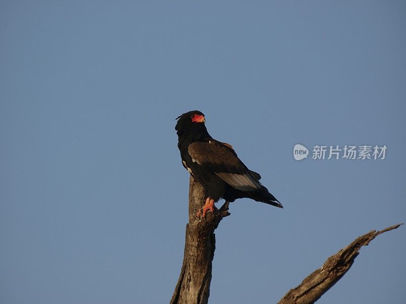 南非林波波市，刺丛动物保护区