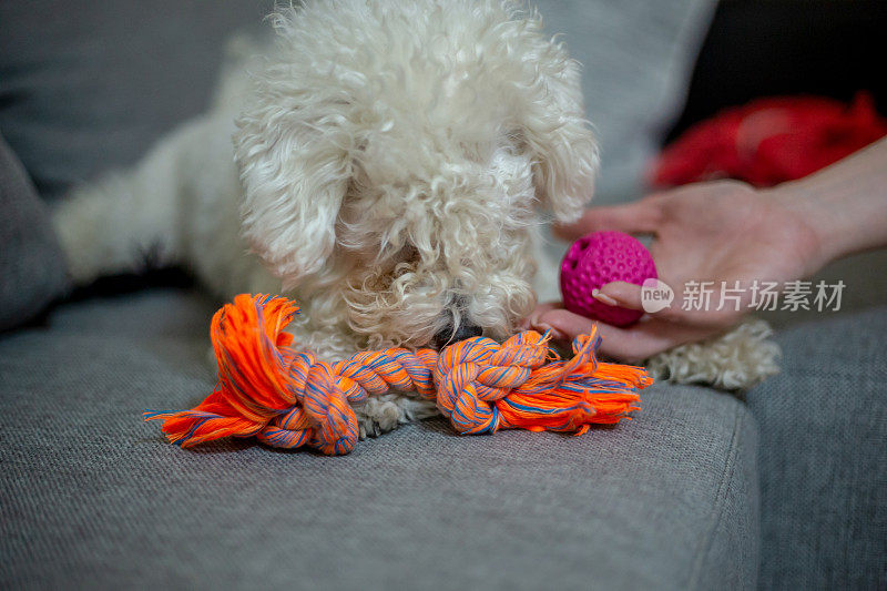 可爱的小比熊犬躺在沙发上，注重浅景深