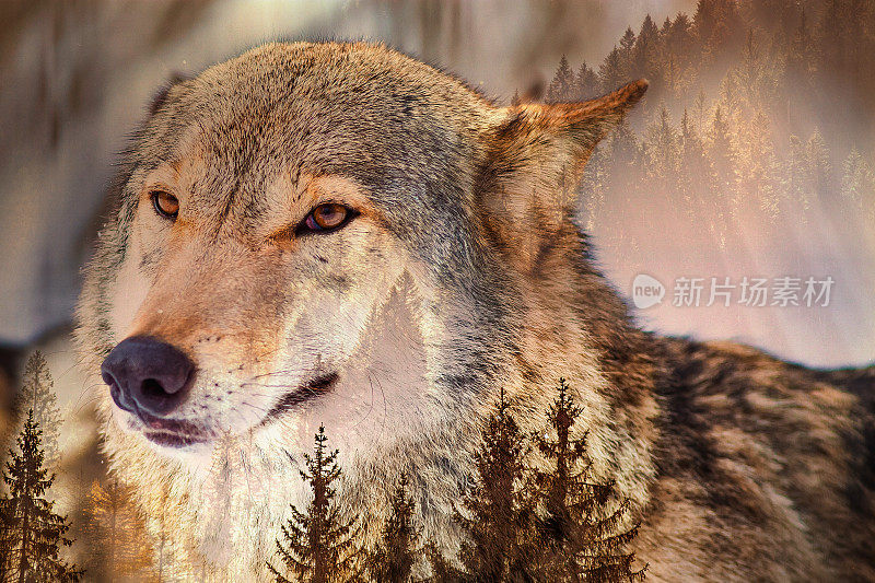 狼和松林双重暴露-拯救我们的森林和野生动物，对抗全球变暖