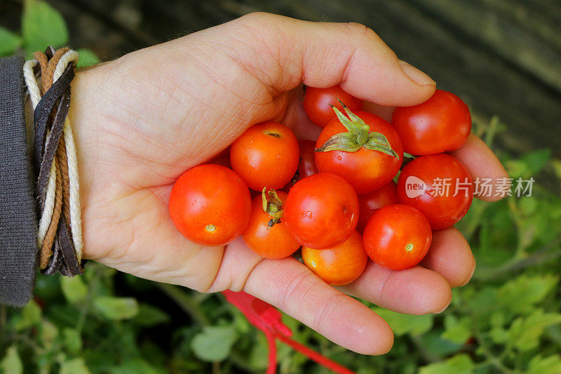 照片中，一名身份不明的男子手里拿着一堆新鲜采摘的红色樱桃番茄，背景是番茄植物的叶子，重点放在前景
