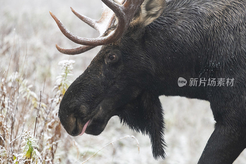 第一场雪上的公驼鹿，头的特写