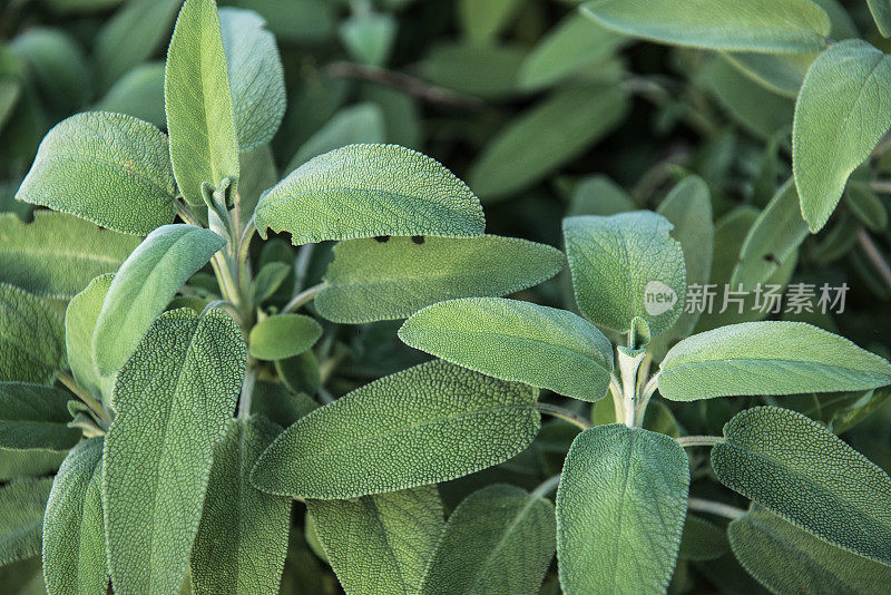 鼠尾草(丹参officinalis)植物