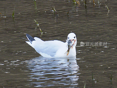 黑头鸥吃栖木