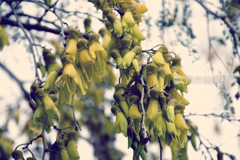 新西兰本土(槐花)科怀在春天开花