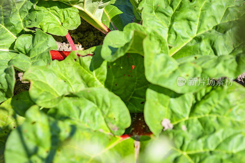 大黄植物与红色的大黄茎生长在菜园