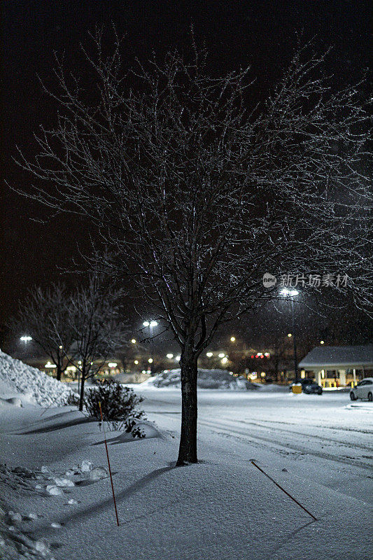 夜市购物中心停车场上的一棵光秃秃的树